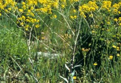Dyer's woad noxious weed