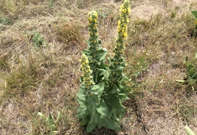 Colorado weeds