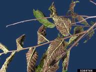 elm-leaf-beetles-spraying