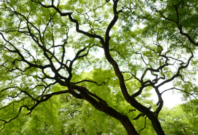elm-leafminer-damage-treatment