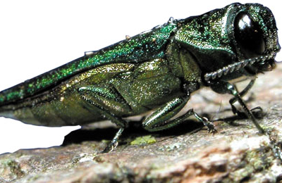 Emerald ash borer