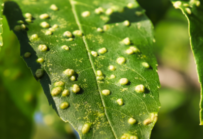 gall-making-insects-mites-control