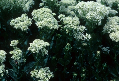 hoary cress noxious weed treatment
