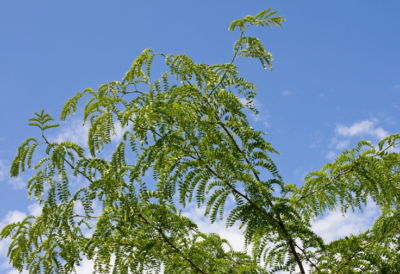 honeylocust-plant-bug-control