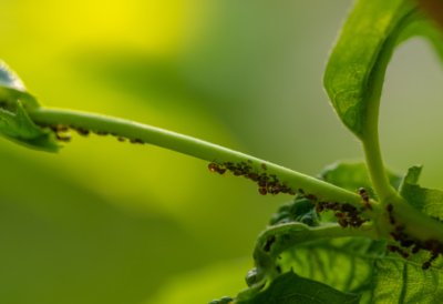 honeysuckle-witches-broom-aphids