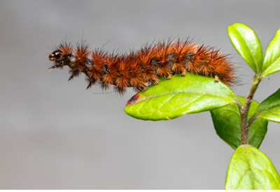 insect-reproduction-growth-development