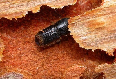 Ips beetles