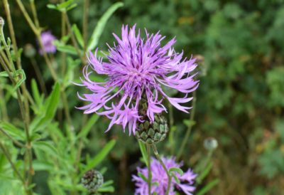 knapweed-control-douglas-county