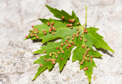 leaf-galls-caused-by-insects