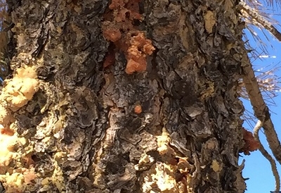 managing-pinon-bark-beetles-colorado