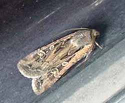 Facts About Pantry Moths