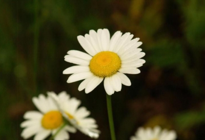 Oxeye Daisy Noxious weed