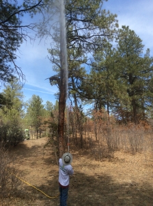 Tree spraying for Ips beetle