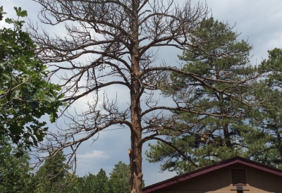 pine beetle treatment