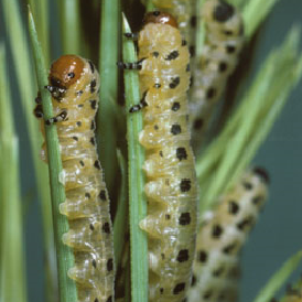 pine sawfly