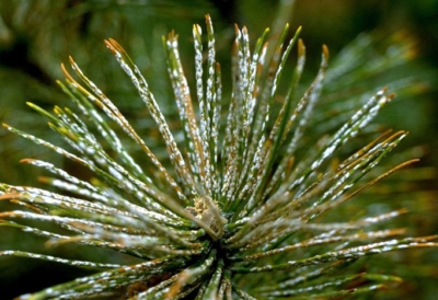 pine needle scale management