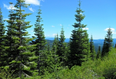 protect-trees-spruce-beetles-colorado