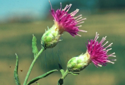 russian knapweed