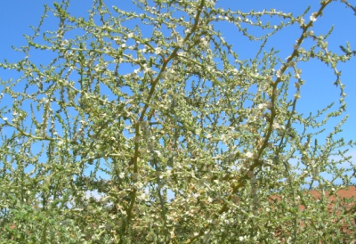 Russian thistle weed control