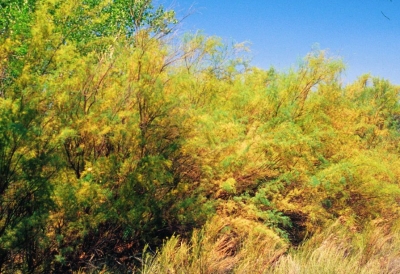 controlling saltcedar