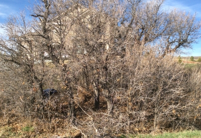 scrub oak control