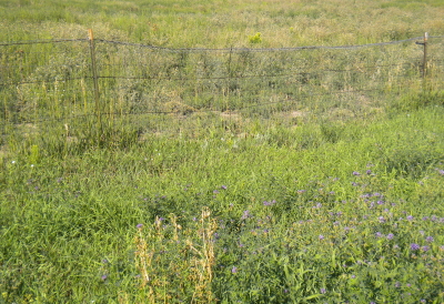 managing weeds in rangelands, pastures, natural areas