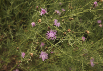 spotted-noxious-weed-franktown