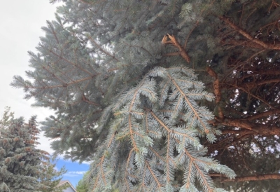 taking-care-snow-damaged-trees