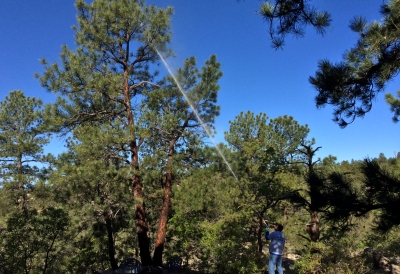 tree spraying service