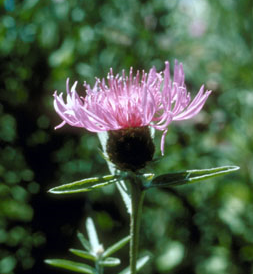 weed-control-arapahoe-county