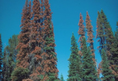 Western balsam bark beetle management