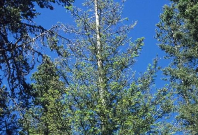 control western spruce budworm