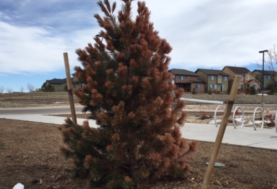 winter-tree-watering