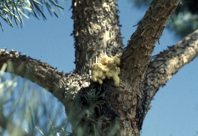 zimmerman pine moth treatment